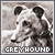  Greyhounds