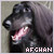  Afghan Hound