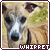  Whippet