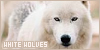 Wolves: Arctic/White: 