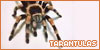 Spiders; tarantulas: 