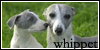 Dogs: Whippets: 