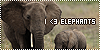 Elephants: 