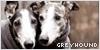 Dogs: Greyhounds: 