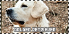 Dogs: Golden Retrievers: 