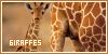 Giraffes: 