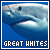  Great White Sharks