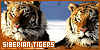 Felines : Siberian Tigers