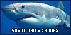  Aquatic animals: Great White Sharks
